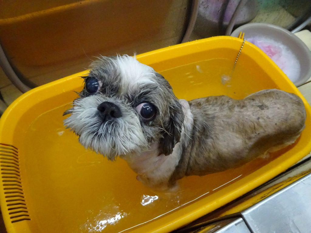 %e5%b2%a1%e6%9c%ac%e3%83%aa%e3%83%b3%e3%81%a1%e3%82%83%e3%82%93%e3%82%bf%e3%83%96