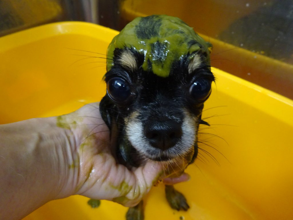 %e5%89%8d%e7%94%b0%e3%83%a1%e3%82%b0%e3%81%a1%e3%82%83%e3%82%93%e3%83%8f%e3%83%bc%e3%83%96%e3%83%91%e3%83%83%e3%82%af