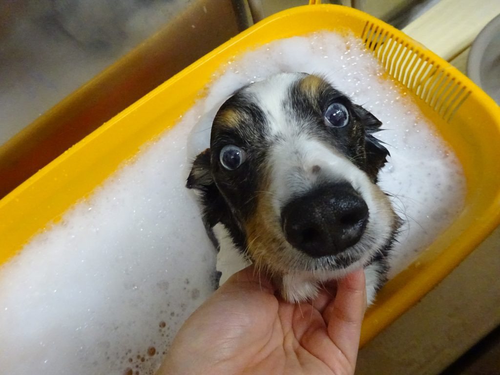 %e5%8c%97%e5%8f%a3%e3%83%8f%e3%83%aa%e3%83%bc%e3%81%a1%e3%82%83%e3%82%93%e3%82%bf%e3%83%96