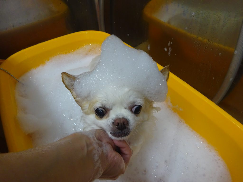 %e5%a4%aa%e7%94%b0%e3%82%b7%e3%83%ad%e3%81%a1%e3%82%83%e3%82%93%e3%82%bf%e3%83%96-3