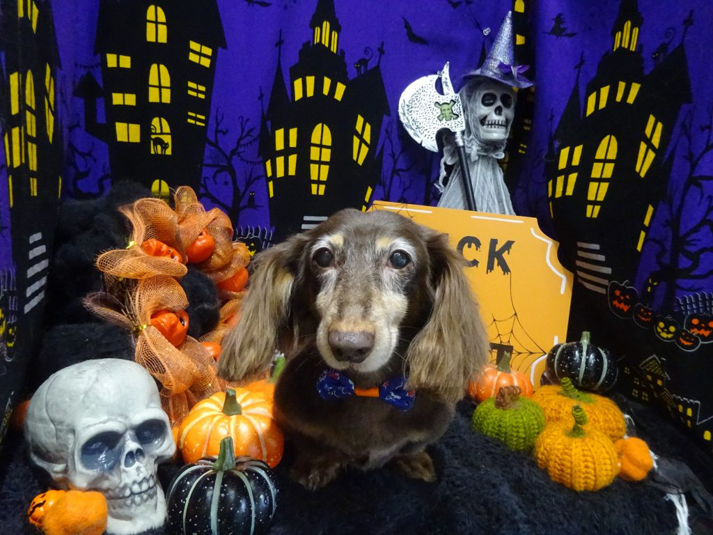 dsc02641