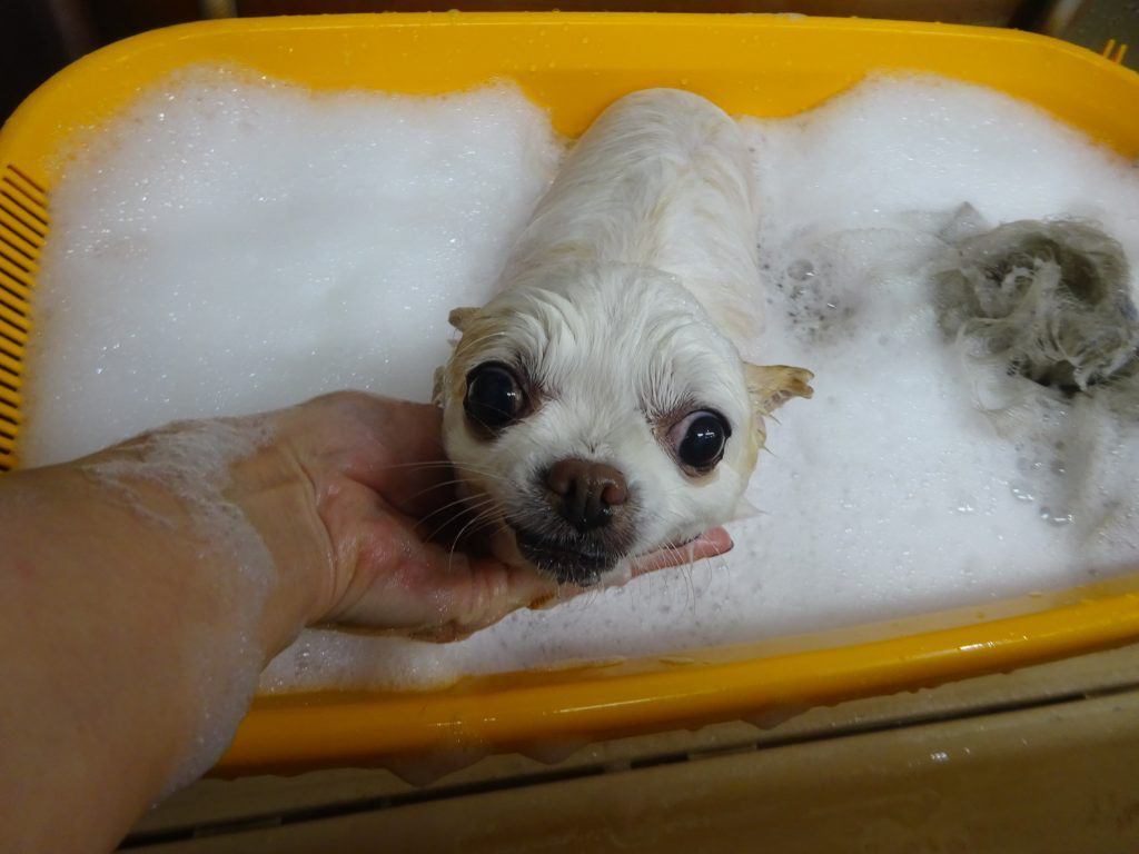 dsc02966