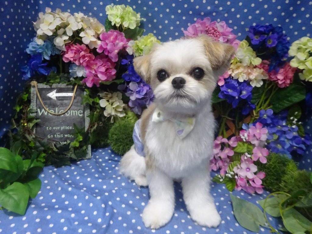 dsc01136