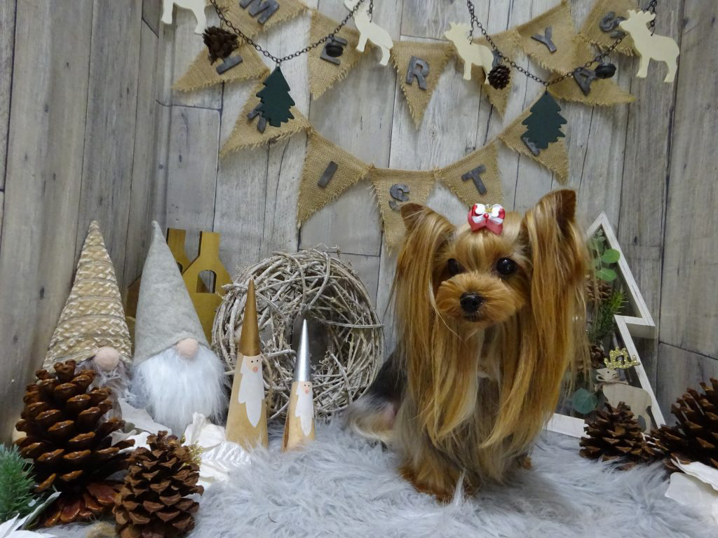 dsc00584