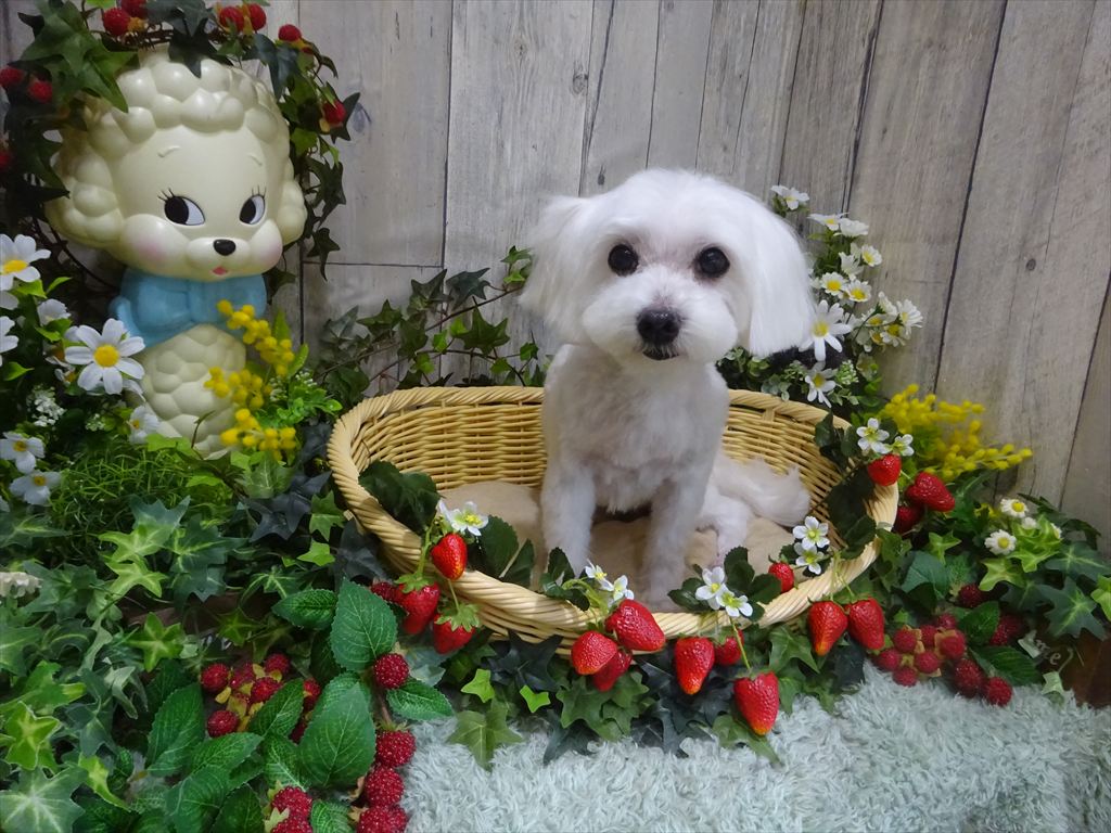 ドッグトリミングに来てくれたワンちゃんたち