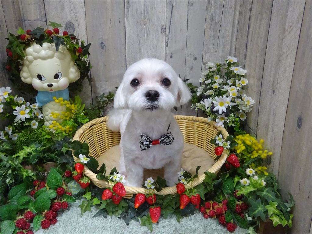ドッグトリミングに来てくれたワンちゃんたち
