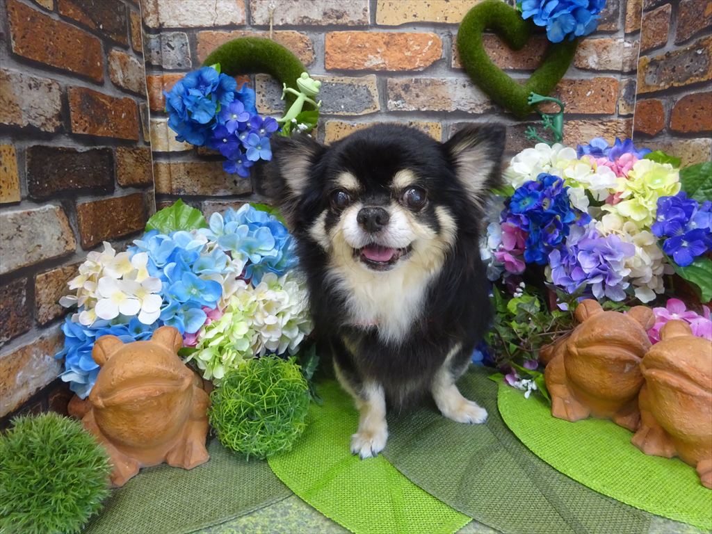 ドッグトリミングに来てくれたワンちゃんたち