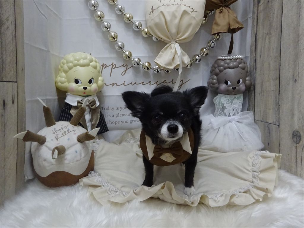 ドッグトリミングに来てくれたワンちゃんたち