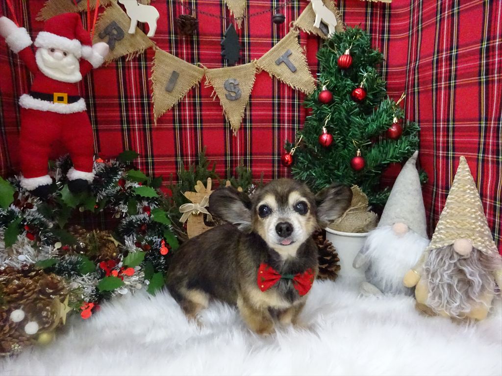 ドッグトリミングに来てくれたワンちゃんたち