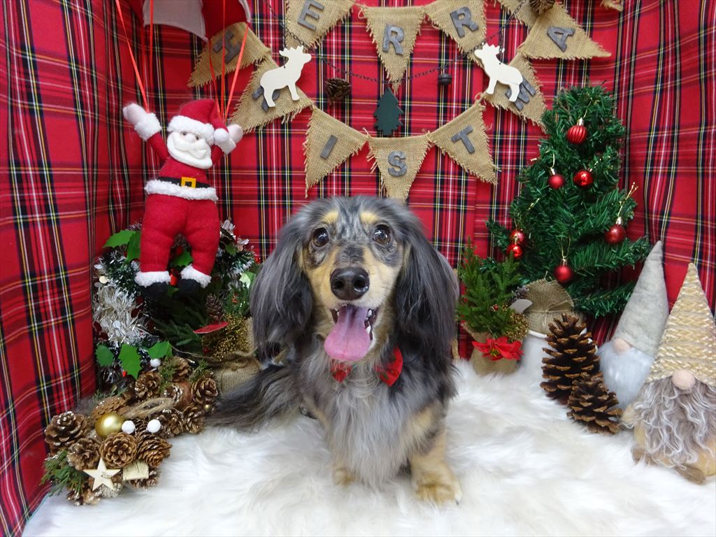 ドッグトリミングに来てくれたワンちゃんたち