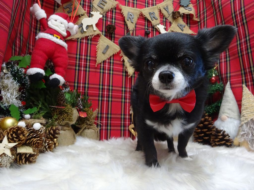 ドッグトリミングに来てくれたワンちゃんたち