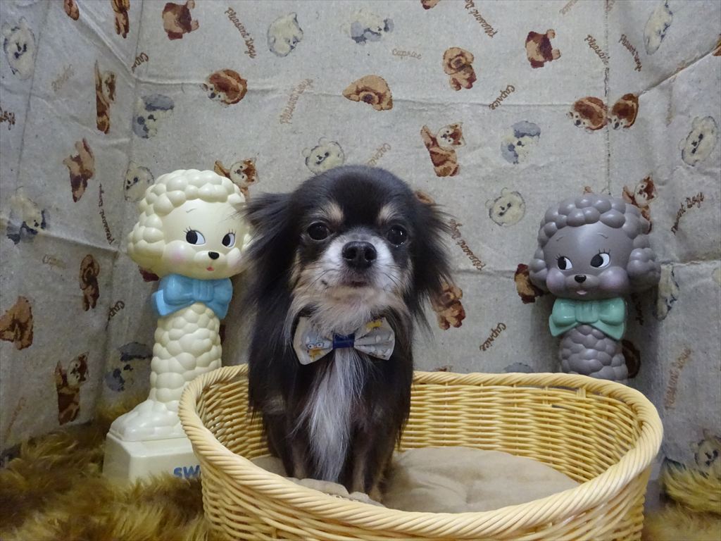 ドッグトリミングに来てくれたワンちゃんたち