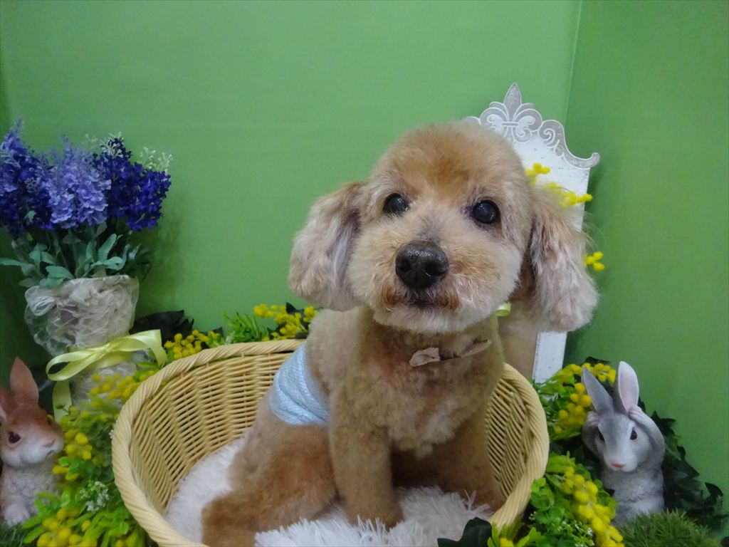 ドッグトリミングに来てくれたワンちゃんたち