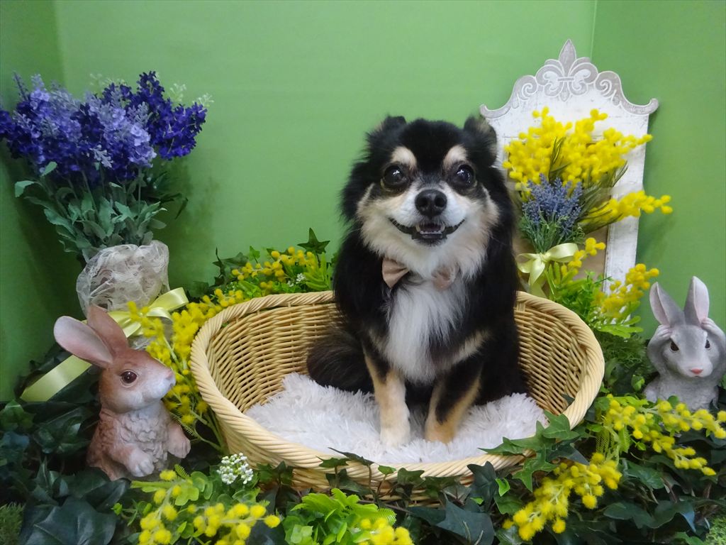 ドッグトリミングに来てくれたワンちゃんたち