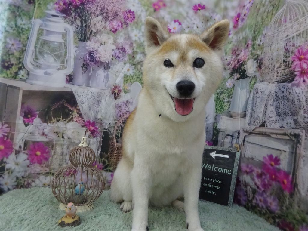 ドッグトリミングに来てくれたワンちゃんたち